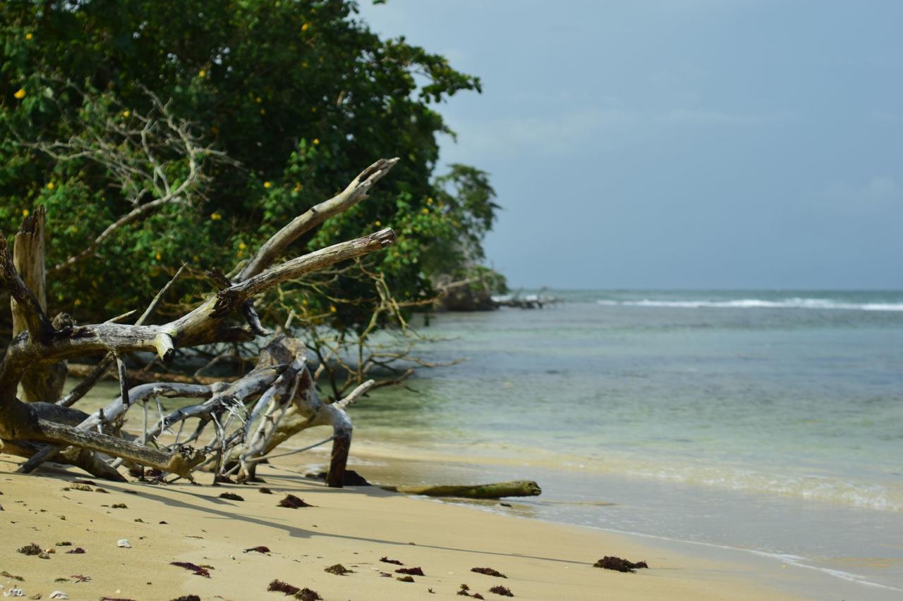 Jungle Paunch Villa Bocas del Toro Exteriör bild